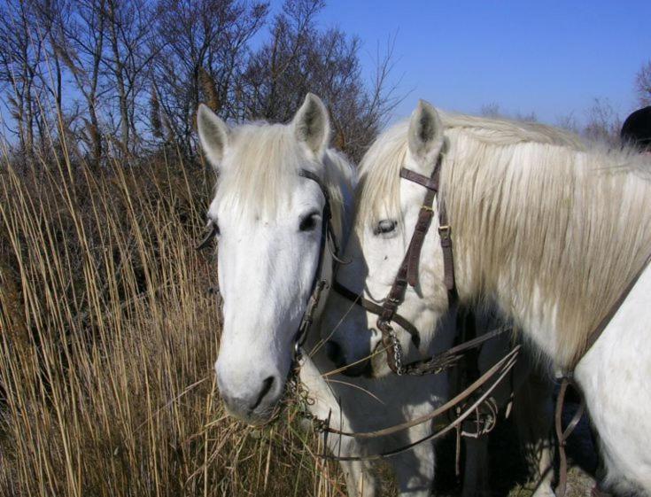 Camargue Beauvoisin (Gard) Exterior photo