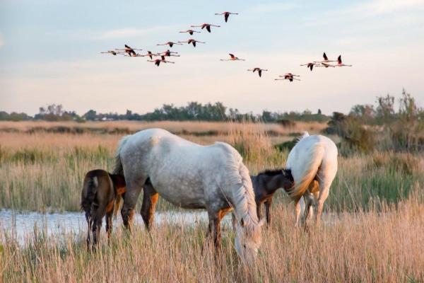 Camargue Beauvoisin (Gard) Exterior photo